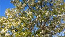 БЕЛОЙ АКАЦИИ ГРОЗДЬЯ ДУШИСТЫЕ - Videoclip.bg