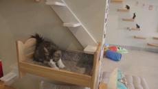 Котката най-древният домашен любимец - Световният ден на котката е на 8 август - Videoclip.bg