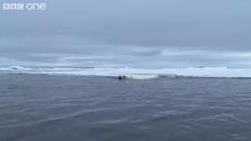 Умна Полярна Мечка Ловува... - Videoclip.bg