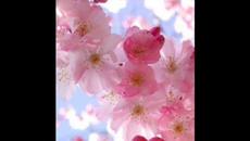 ПИЯ РОЗОВА ТЪГА - Videoclip.bg