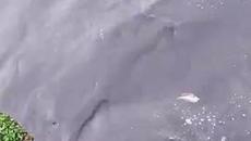 Outrage as people spot raw sewage being pumped into the sea near Seaford beach - Videoclip.bg