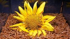 10 000 Mealworms Eating Flowers | Time Lapse - Videoclip.bg