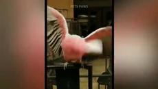 Smart And Funny Parrots   Parrot Talking Videos Compilation P1 Super Dogs - Videoclip.bg