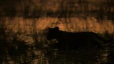 The Last Lions / Последните Лъвове част 3 - Videoclip.bg