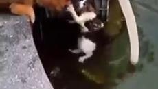 Котка между кучета ! - Videoclip.bg