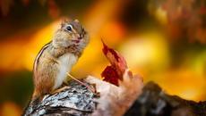 С НАЧАЛОМ ОСЕНИ! Очень красиво! Это Потрясающая, Просто невероятная музыка для души Сергей Грищук - Videoclip.bg