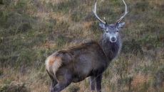 Maclean's Welcome (song for Charles III) - Videoclip.bg