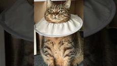 Мемы и приколы с котами #приколы #мемы2022 #прикол #юмор - Videoclip.bg