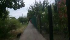 cat circus 20220916 - Videoclip.bg