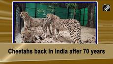 India brings back cheetahs after 70 years - Videoclip.bg