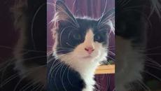 МЕМЫ ЕСТЬ МЕМЫ #мемы #мем #мемы2022 #юмор #котики #приколы #коты #кошки #кот #смешныекоты #животные - Videoclip.bg