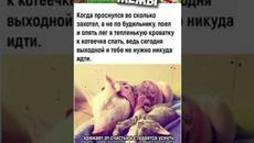 #приколы #лютыеприколы #мемы #мем #мемы2022 #юмор #коты #кошки #котики #котята #кот #мемыпро100 - Videoclip.bg