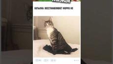 Мемы 2022 #мемы #мем #коты #котики #приколы #кошки #кот #котик - Videoclip.bg