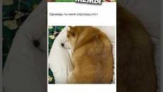 Мемы 2022 #мемы #мем #коты #котики #приколы #кошки #кот #котик - Videoclip.bg