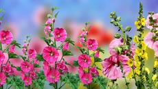 ✿ Красота от моята градина  - красивото цвете Hollyhock ✿ - Videoclip.bg