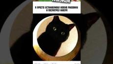 #приколы #мемы #мем #мемы2022 #юмор #коты #кошки #котики #котята #кот #мемыпро100 - Videoclip.bg