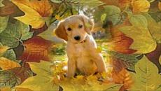 СВЕТЛАЯ  ОСЕНЬ (с сюрпризом) - Videoclip.bg