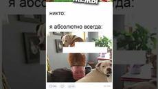 Мемы #котики #собаки - Videoclip.bg
