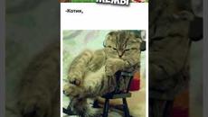 Мемы 2022 #мемы #мем #коты #котики #приколы #кошки #кот #котик #shorts - Videoclip.bg