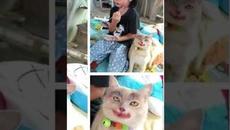 Котики 2022 #мемы #мем #коты #котики #приколы #кошки #котик #shorts - Videoclip.bg