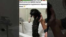 Мемы #котики и #кошки #подпишись - Videoclip.bg