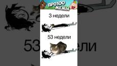МЕМЫ ЕСТЬ МЕМЫ #приколы #юмор #коты #кошки #мемы #мем #котик - Videoclip.bg