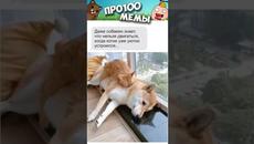 МЕМЫ ЕСТЬ МЕМЫ #приколы #юмор #лютыеприколы #котики #мемы - Videoclip.bg