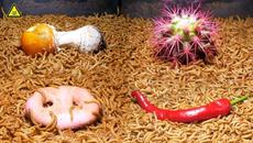 Time Lapse: 10 000 Mealworms vs Top 7 Foods - Videoclip.bg