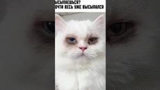 Мемы 2022 #Котики и #Кошки #Озвучка - Videoclip.bg