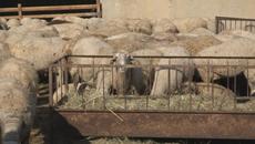 Драстично поскъпване на месото и млякото как ще оцеляваме - Videoclip.bg