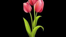 Ион Суручану  -  ТЮЛЬПАНЫ - Videoclip.bg