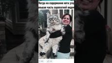 Мемы 2022 #Котики #Кошки #анекдоты #мемы #юмор #приколы - Videoclip.bg