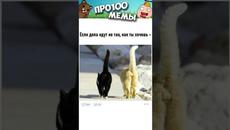 Мемы с Котами #анекдоты #юмор #приколы #мемы #shorts - Videoclip.bg
