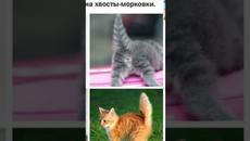 Мемы 2022 #мемы - Videoclip.bg