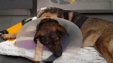 Историята за Мечо! - Обичай и осинови куче не го бий!!! Обичай и бъди приятел - Не наранявай човек! - Videoclip.bg