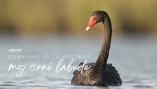DUBRAVKO DUCO KNEŽEVIĆ - Moj crni labude [Official Video 2022] - Videoclip.bg
