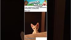 МЕМЫ ЕСТЬ МЕМЫ #приколы #юмор #лютыеприколы #школа #котики #мемы #троллинг #shorts - Videoclip.bg
