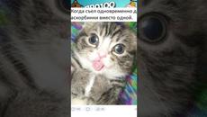 Мемы 2022 #Коты #Котики #Кошки - Videoclip.bg