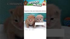 Мемы 2022 #Коты #Котики #Кошки #Анекдоты - Videoclip.bg