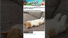 Мемы с Котами #анекдоты #юмор #приколы #мемы #shorts - Videoclip.bg