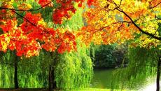 Необыкновенная красивая Романтическая осенняя музыка Любви! Лучшая для души! Очарование осени - Videoclip.bg