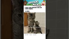 Мемы с Котами #анекдоты #юмор #приколы #мемы #shorts - Videoclip.bg