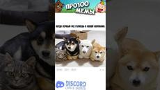 Мемы 2022 #shorts - Videoclip.bg