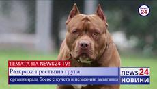 Разкриха престъпна група, организирала боеве с кучета и незаконни залагания - Videoclip.bg