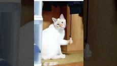 АчО мЕмЫ - Videoclip.bg