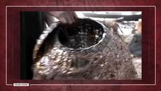 SHELL OIL IS PURE EVIL… It’s worse than you think - Videoclip.bg