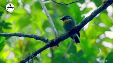 THEME SONG NO COPYRIGHT - INDONESIA - The Richest Of Nature - Videoclip.bg