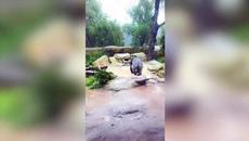 Adorable video shows gorilla playing in the rain at his home in Santa Barbara Zoo - Videoclip.bg