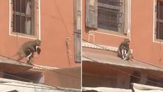 Moment puppy ‘kidnapped’ by monkey as crowd watch on - Videoclip.bg