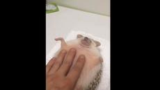 Hurdy Gurdy Hedgehog - Videoclip.bg